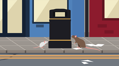 A mouse and a rat investigating the contents of a rubbish bin on an urban street.