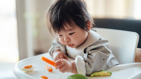 A baby in a high chair inspects a slice of carrot. There is also boiled egg and avocado on their tray.