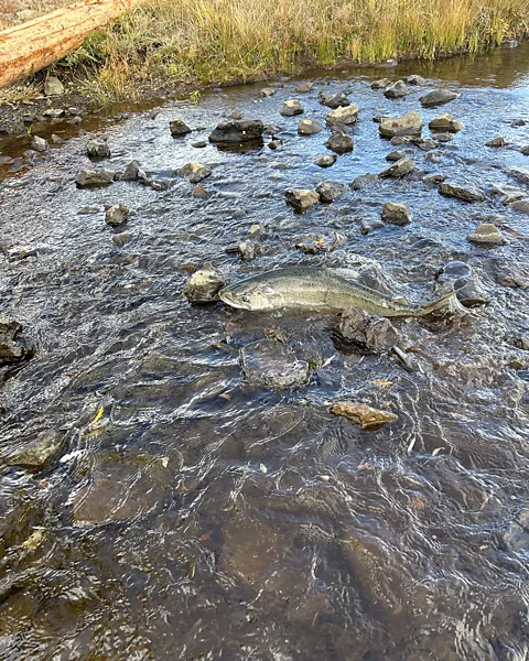 Oregon Department of Fish and Wildlife A fall run chinook salmon was spotted in the Klamath River Basin in Oregon for the first time in 100 years (Credit: Oregon Department of Fish and Wildlife)