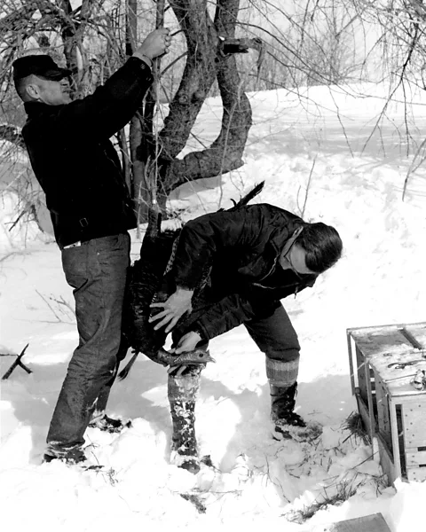 Vermont Fisheries and Wildlife Department It took skill and persistence to catch first turkeys to be relocated from New York (Credit: Vermont Fisheries and Wildlife Department)