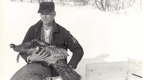 Vermont Fisheries and Wildlife Department Bill Drake, pictured here with turkey in hand, was an early pioneer of turkey relocation (Credit: Vermont Fisheries and Wildlife Department)