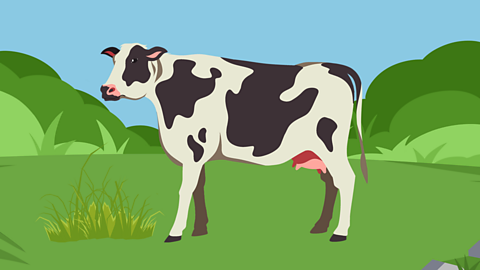 A cow in a field eating grass