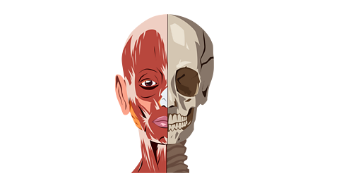 A skull showing muscles and bones.