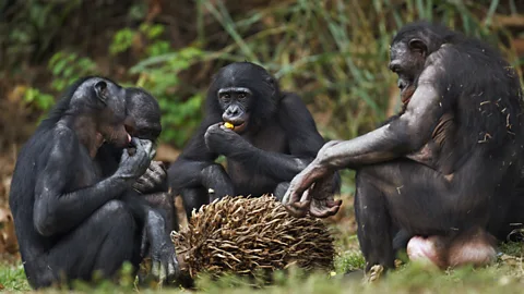 Getty Images Apart from humans, only a few species of apes such as bonobos also gather together to eat communally (Credit: Getty Images)