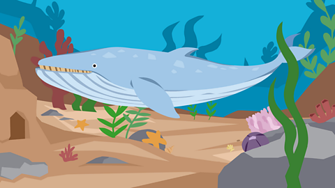 An illustration of a blue whale