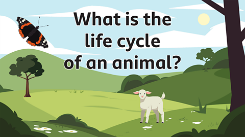 The lifecycle of an animal