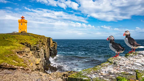 Alamy A cliffside in Iceland with a yellow lighthouse and two puffins (Credit: Alamy)