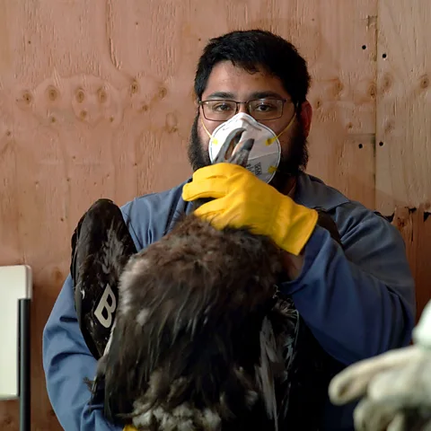 The Yurok Tribe Yurok Wildlife Department biologist Ryan Matilton holds a condor during a routine checkup (Credit: The Yurok Tribe)