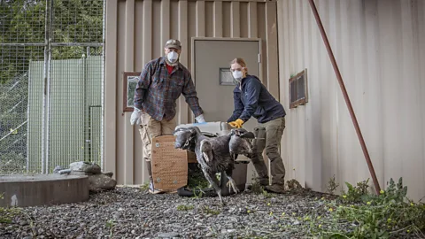 The Yurok Tribe Northern California Condor Restoration Program Manager Chris West (left) and Yurok Wildlife Department Technician Evelyn Wilhelm release a condor (Credit: The Yurok Tribe)