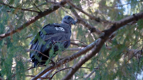 The Yurok Tribe A tagged condor perches on a tree in Yurok Territory (Credit: The Yurok Tribe)