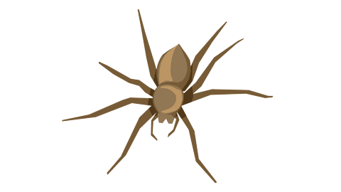 A spider