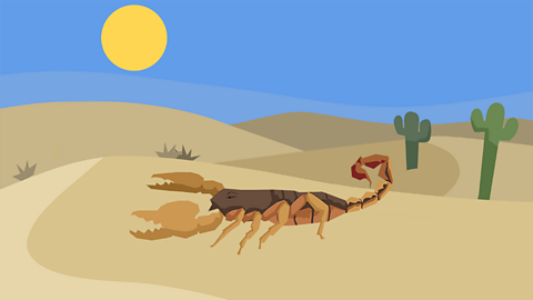 A scorpion in the desert