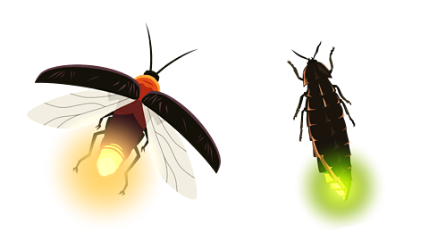 A firefly and a glow-worm