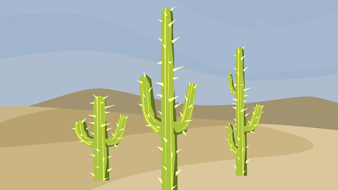 Three saguaro cacti in the desert