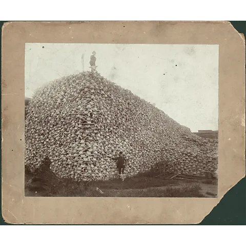 The ‘bison skull mountain’ photo that reveals the US’s dark history