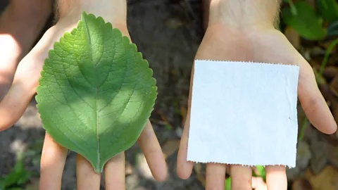 Robin Greenfield The leaves of the plant used for toilet paper next to a mint leaf (Credit: Robin Greenfield)