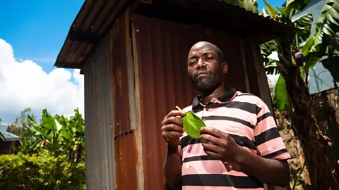 Mutembei is growing the Plectranthus barbatus plant to use as toilet roll in Meru, Kenya (Credit: BBC)