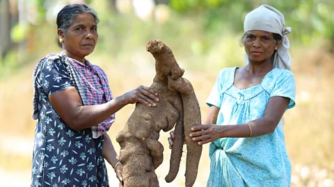 Sai Krishan, Thirunelly Tribal Special Intervention Programme Two women from the Vetta Kuruman tribe stand next to one of the giant tubers (Credit: Sai Krishan, Thirunelly Tribal Special Intervention Programme)