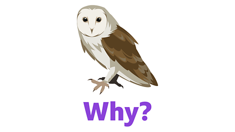 An illustration of a barn owl with the word 'why' underneath.