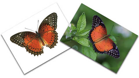 An illustration and a photograph of a red lacewing butterfly