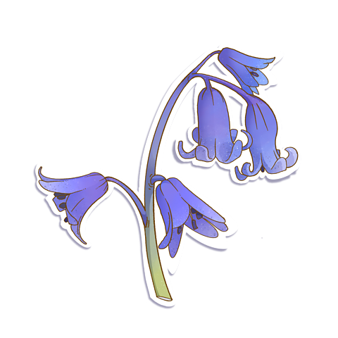 A bluebell