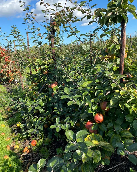 Veronique Greenwood The original purpose of the UK collection, founded about 100 years ago, was to support British apple breeders and growers (Credit: Veronique Greenwood)