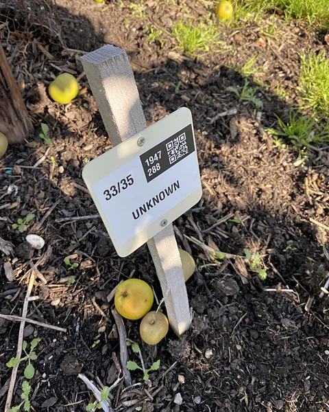 Veronique Greenwood In the Kent orchard, some varieties have escaped classification so far (Credit: Veronique Greenwood)