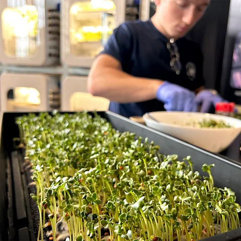 Nasa Growing food on the Moon will be made easier by using the astronauts' own waste as fertiliser (Credit: Nasa)