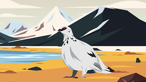 A rock ptarmigan
