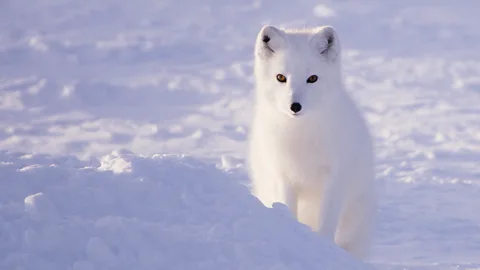 Craig Jackson/ Kristine Ulvund/ Nina A white coated Arctic fox in the snow looking at camera (Credit: Craig Jackson/ Kristine Ulvund/ Nina)