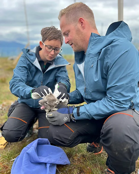 Stefan Tuchel/Nina It is hoped that ultimately the Arctic fox population in Norway, Sweden and Finland will grow big enough to sustain itself (Credit: Stefan Tuchel/Nina)