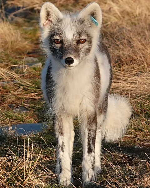 Craig Jackson/ Kristine Ulvund/ Nina Some 465 captive-bred foxes have been released across Norway in the past 18 years (Credit: Craig Jackson/ Kristine Ulvund/ Nina)