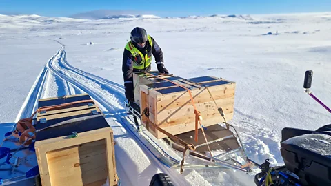 Craig Jackson/ Kristine Ulvund/ Nina Young Arctic foxes are towed by snow ski to a release point in Hardangervidda, a mountain plateau in Norway, in 2024 (Credit: Craig Jackson/ Kristine Ulvund/ Nina)