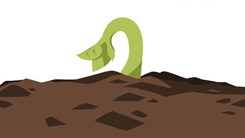 A plant shoot emerging from soil.