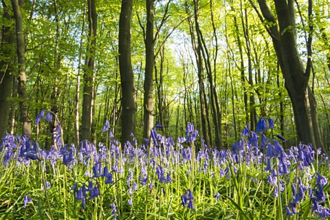 Bluebells in a wood