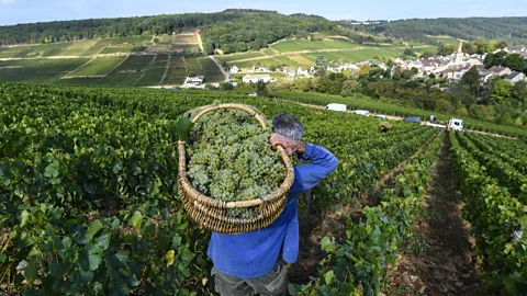 Getty Images Viticulture makes up a large proportion of the carbon impact of wine – but good practices can also lead to some CO2 being absorbed by the soil (Credit: Getty Images)