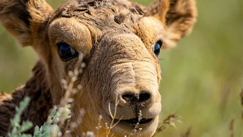 Getty Images The saiga antelope was one winner from conservation efforts in 2024 (Credit: Getty Images)