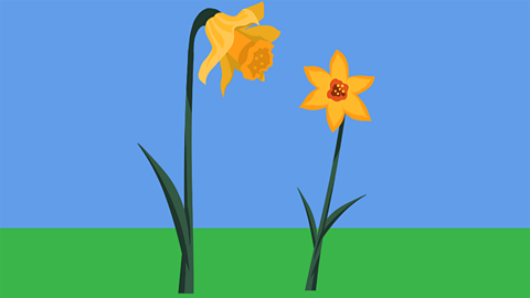 Two daffodils