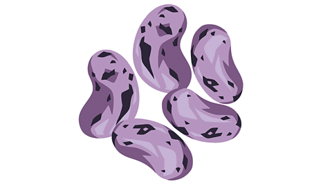 An illustration of beans