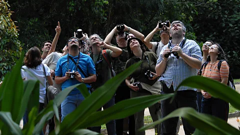 Getty Images A group of people with cameras and binoculars looking up among trees (Credit: Getty Images)