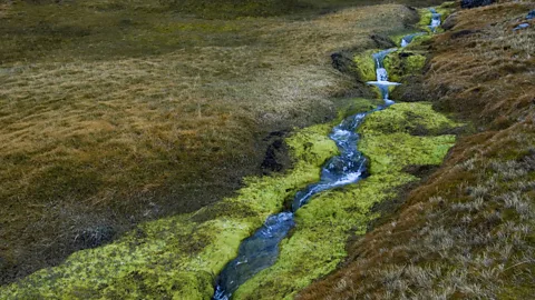 Getty Images With temperatures increasing, Antarctica is losing its ice and grasses are thriving – including invasive meadow grass (Credit: Getty Images)