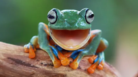 Getty Images It’s thought that regularly looking forward to fun activities might give us a more optimistic outlook (Credit: Getty Images)