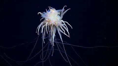 ROV SuBastian/ Schmidt Ocean Institute A rare flying spaghetti monster was one of the already known species seen during a deep-sea expedition off the coast of Chile (Credit: ROV SuBastian/ Schmidt Ocean Institute)