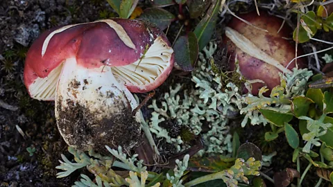 Chance Noffsinger Russula neopascua, gjendet në shkëmbinjtë e lartë të Kolorados dhe Montanës, prodhon një erë të veçantë peshku kur trajtohet (Kredia: Chance Noffsinger)