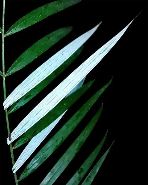 Ben-Kuhnhaeuser The white underside of the leaves of this newly identified species of rattan earned it the name "hantu", a local term for ghost in western Borneo (Credit: Ben-Kuhnhaeuser)