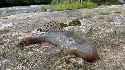 Robinson Olivera/ Conservation International This bizarre blob-headed fish was among the 27 new species to be unearthed in an expedition to the Peruvian Amazon (Credit: Robinson Olivera/ Conservation International)