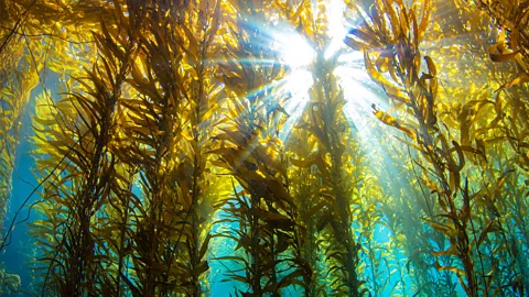 Getty Images As kelp and macroalgae grow, they take in CO2 (Credit: Getty Images)