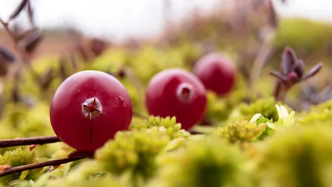 Getty Images Cranberries grown on wetted peatlands have the potential to be carbon negative (Credit: Getty Images)