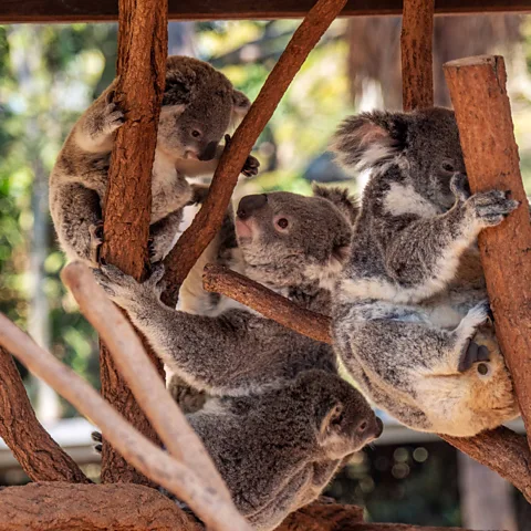 Tourism and Events Queensland Children and adults alike take delight in observing the koalas at Lone Pine Koala Sanctuary (Credit: Tourism and Events Queensland)