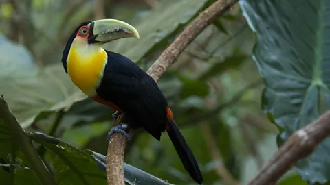 Getty Images Biodiversity will take a central place in UN negotiations this year in Rome, Italy and Belém, Brazil (Credit: Getty Images)